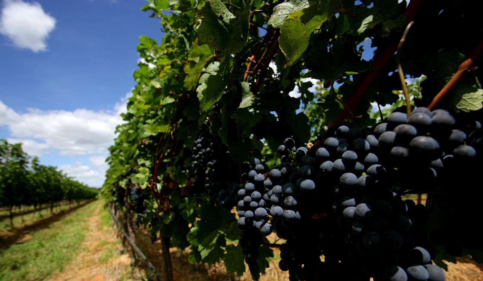 Vale do São Francisco é cenário ideal para amantes de vinhos e natureza