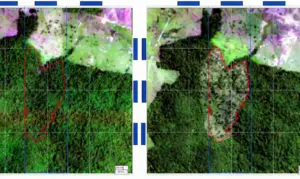 Bndes Usa Imagens De Satélite Para Barrar Empréstimo A Desmatadores Floresta