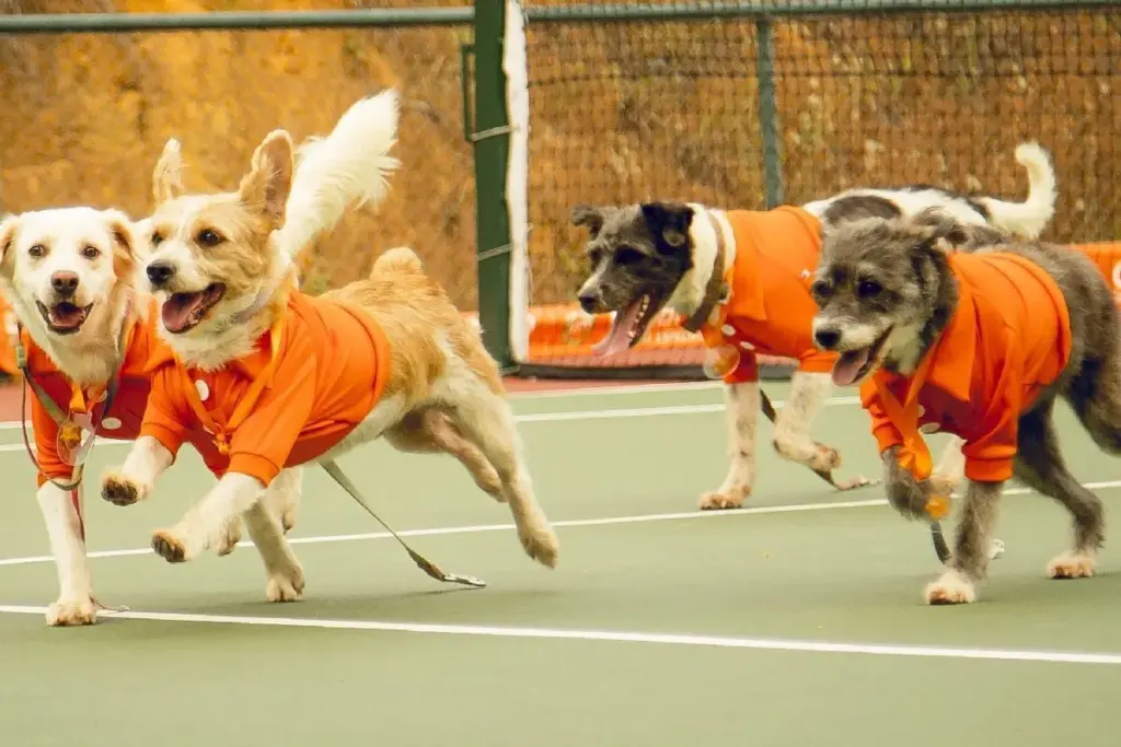 Cãodulas No Rio Open 2025