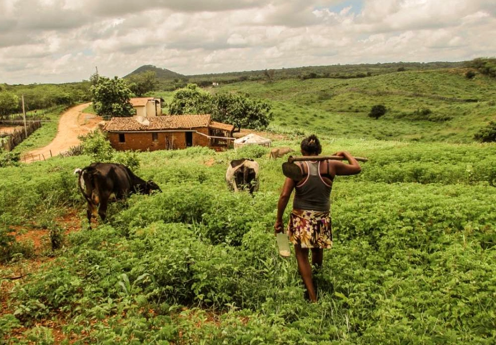 Participação feminina lidera volume de contratações no programa Agroamigo